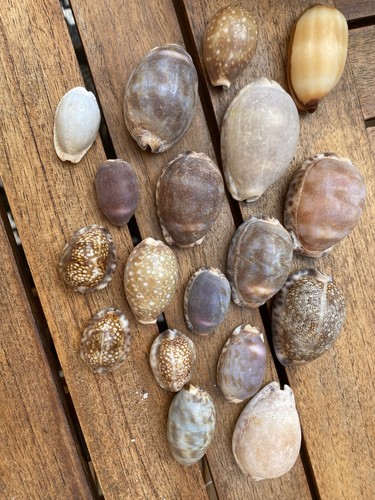Natural cowrie shells - cowrie,