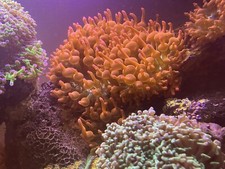 Rose Bubble tip Anemone