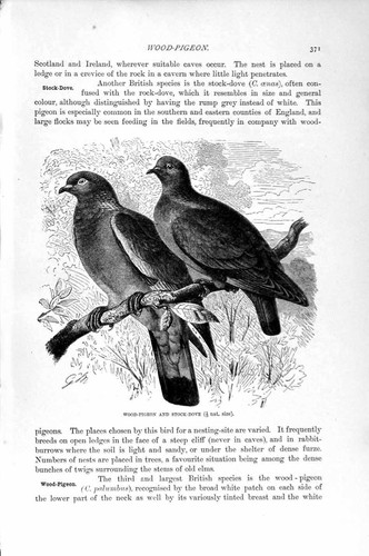 Original old antique print - antique,