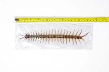 LARGE 8" Giant Centipede (Scolopendra subspinipes) 20cm+ Spread Specimen A1
