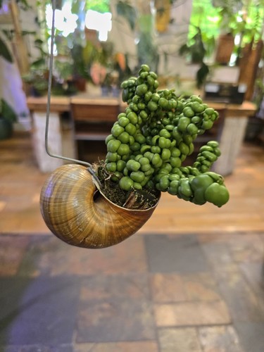 Dischidia nummularia