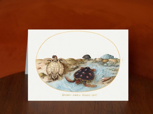 Turtle art print greeting - art,