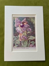 Heliotrope flower fairy - ‘heliotrope’flower,