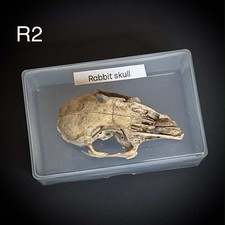 Rabbit Skull In A box 