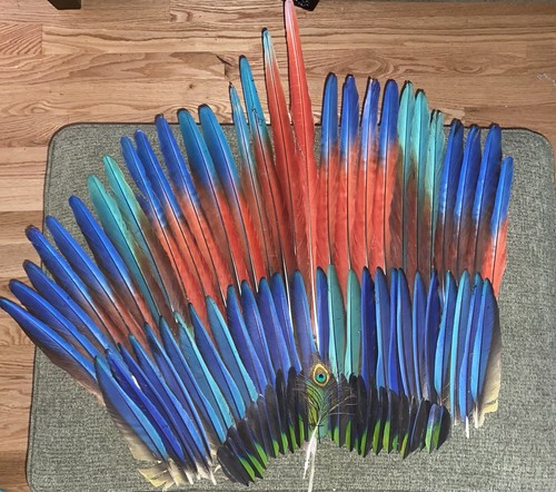 Macaw tail feathers - macaw,