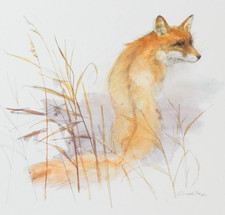 Red Fox Art Print Mads Stage