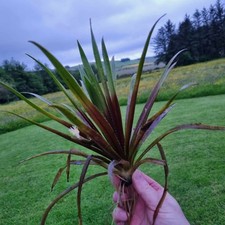 Water Aloe/Water Soldiers