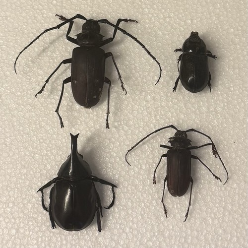 Entomology beetle bundle - entomology,