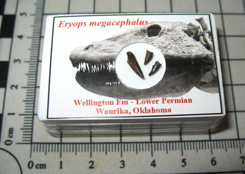 Permian eryops giant amphibian - eryops,