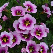 Calibrachoa plug plants orchid