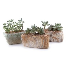 T4U 5.5 Inch Ceramic Succulent