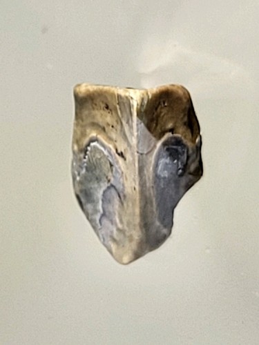 Beautiful edmontosaurus tooth - beautiful,