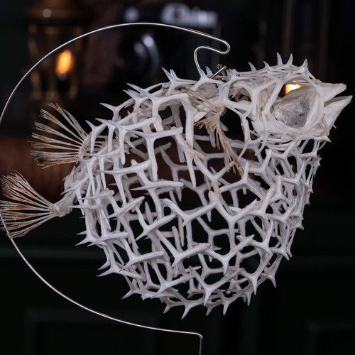 Real pufferfish skeleton - real,