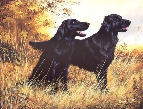Flatcoated retriever print - flatcoated,