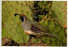 The Gambel's Quail, Life Like