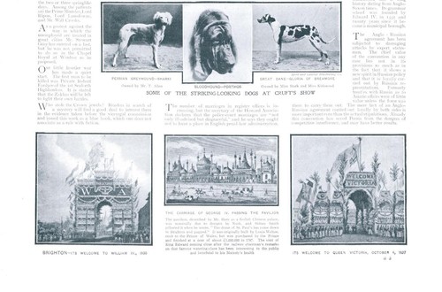 1908 dogs crufts greyhound - dogs,