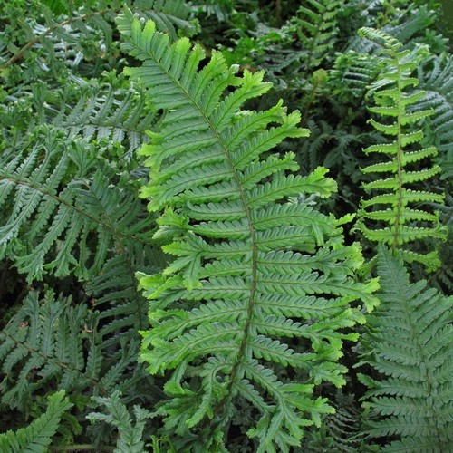 Dryopteris affinis the - dryopteris,