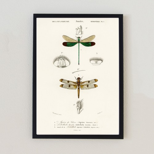 Dragonfly vintage insect - dragonfly,