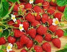 Wild Strawberry Regina large fruits 500 seeds +4" FREE REUSABLE PLANT LABEL