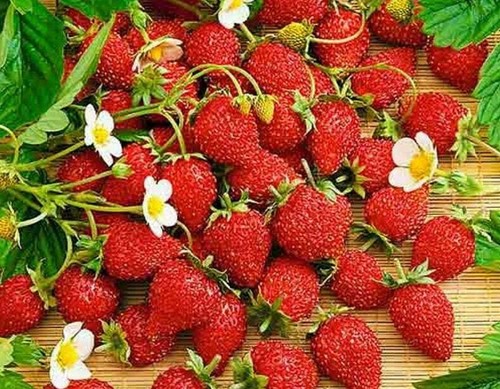 Wild strawberry regina large - wild,