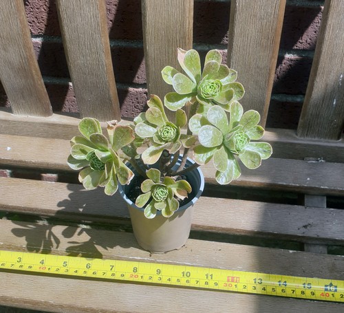 Aeonium holospathulatum young - aeonium, holospathulatum.
