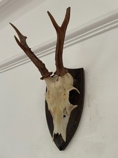 Antlers of a  Roe Deer mounted