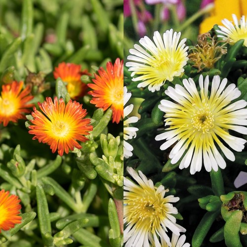Delosperma suntropics ice - delosperma,