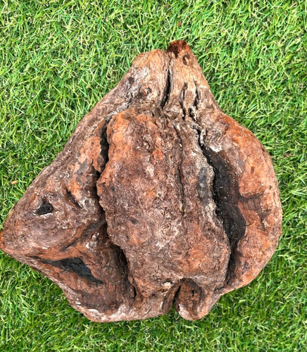 Manzanita burl driftwood for - burl,