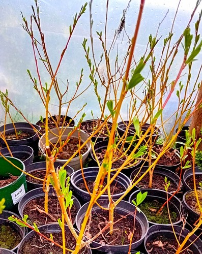 Flame willow trees 1ft tall
