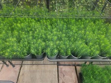 30 Norway Spruce (Picea Abies)