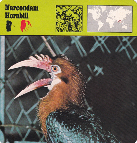 Narcondam hornbill lives - hornbill, ~