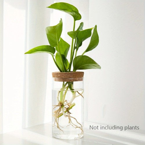 1pc hydroponic glass - hydroponic, plant