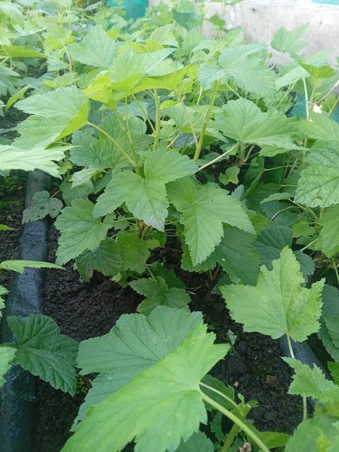 Blackcurrant redcurrant - blackcurrant,