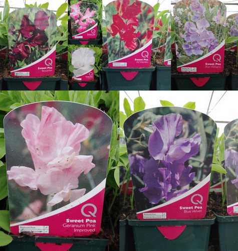 Sweet peas bedding 9cm pot