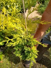 5X HEDGING CONIFER GOLD RIDER