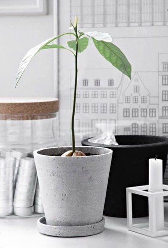 Avocado plant
