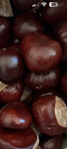 Chestnut tree seeds brown - tree,