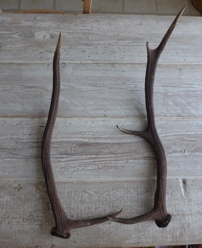 Pair sika deer antler stick - antler,