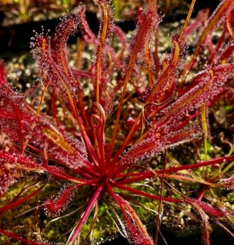Drosera capensis cape - drosera, red