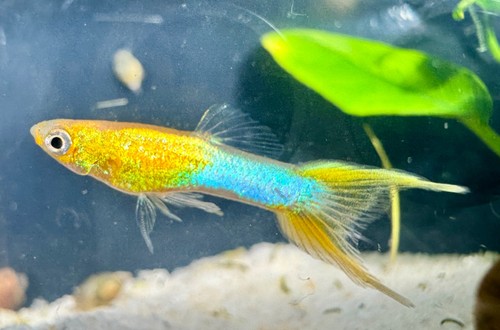 Japan golden double - japan, tail
