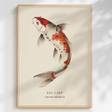 Koi Carp Print Cyprinus