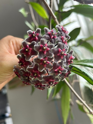 Hoya black dragon rooted plant - hoya,