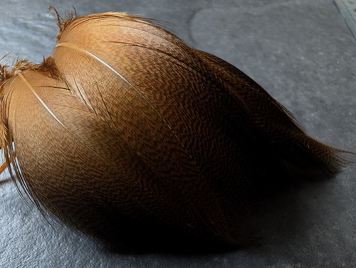 Bronze mallard dyed golden - mallard,