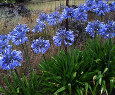3 x Agapanthus africanus blue