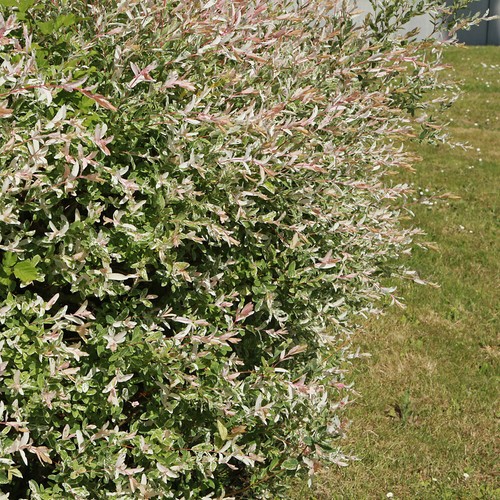 Shrub plant flamingo willow - shrub,
