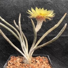 1.5CM Succulent Cactus Plant