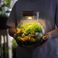 Diy light terrarium kit - diy,