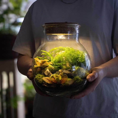 Diy light terrarium - diy, kit