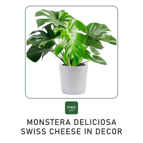 Monstera deliciosa swiss - deliciosa,