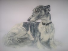 Custom Pet Portrait Drawing